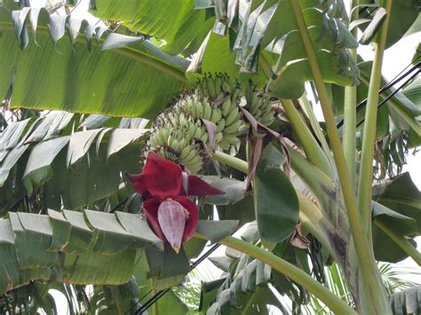 kinantot ang puno ng saging|Mga video ng kinantot ang puno ng saging.